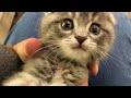 ウチで初めてごはんを食べる子猫！スコティッシュフォールドのつむ
