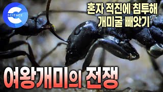 전투에 최적화된 몸 구조를 지닌 사무라이개미의 전투 | 개미 한 마리가 다른 개미굴을 빼앗는게 가능할까? | 개미왕국 | 다큐프라임