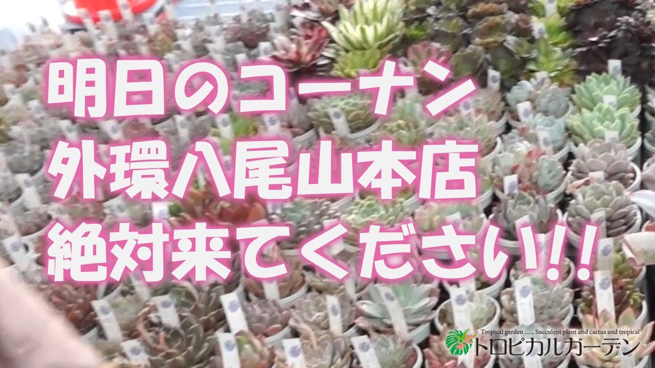 2024.03.29【多肉植物】明日のコーナン外環八尾山本店絶対来てください