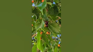 Tiny ripe edible figs weeping fig Ficus benjamina Playa del Carmen Mexico plant life #nature #banyan