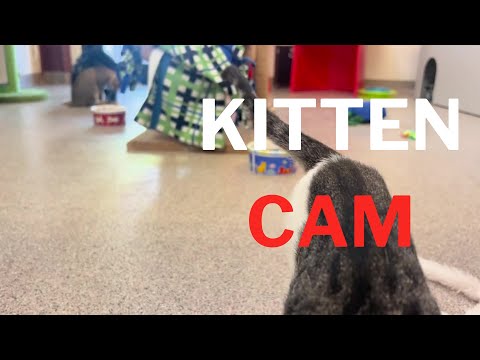 Kitten Cam - Kitty Playtime