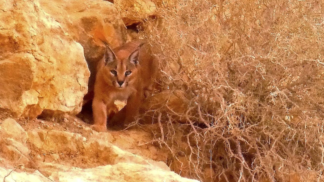wildlife videos of animals download Caracal קרקל