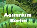 Aquarium Berlin