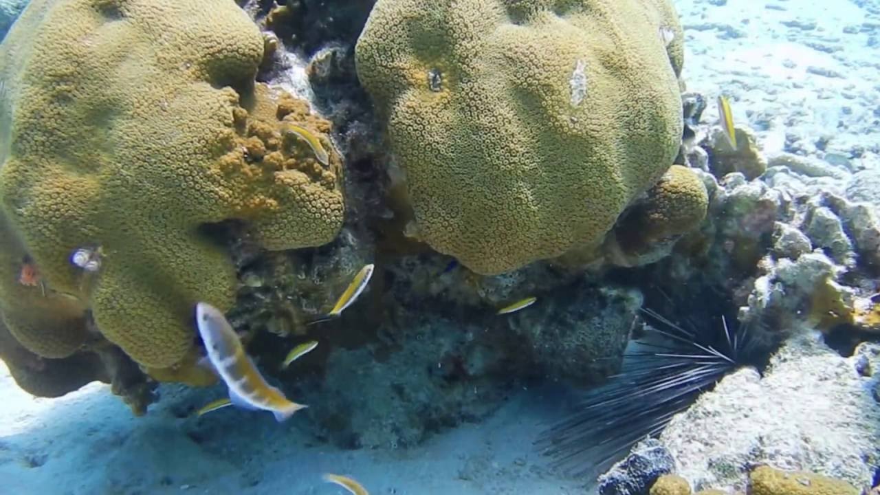 Bonaire Aquarium YouTube