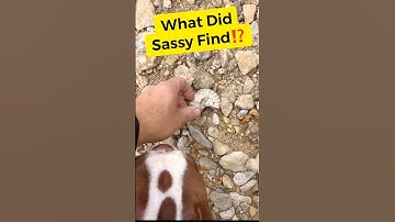 100 Million Years Old Fossil Found in North Texas Creek #geology #rockhounding #shorts #fossil