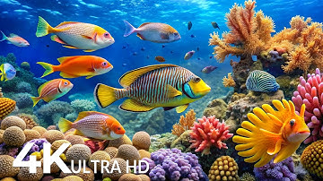 AQUARIUM 4K (ULTRA HD) - Beautiful Fish Swimming & Colorful Sea Life Video 🐠 Deep Sleep Music #9