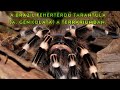A brazil fehrdrd tarantula a ganiculata a terrriumban 