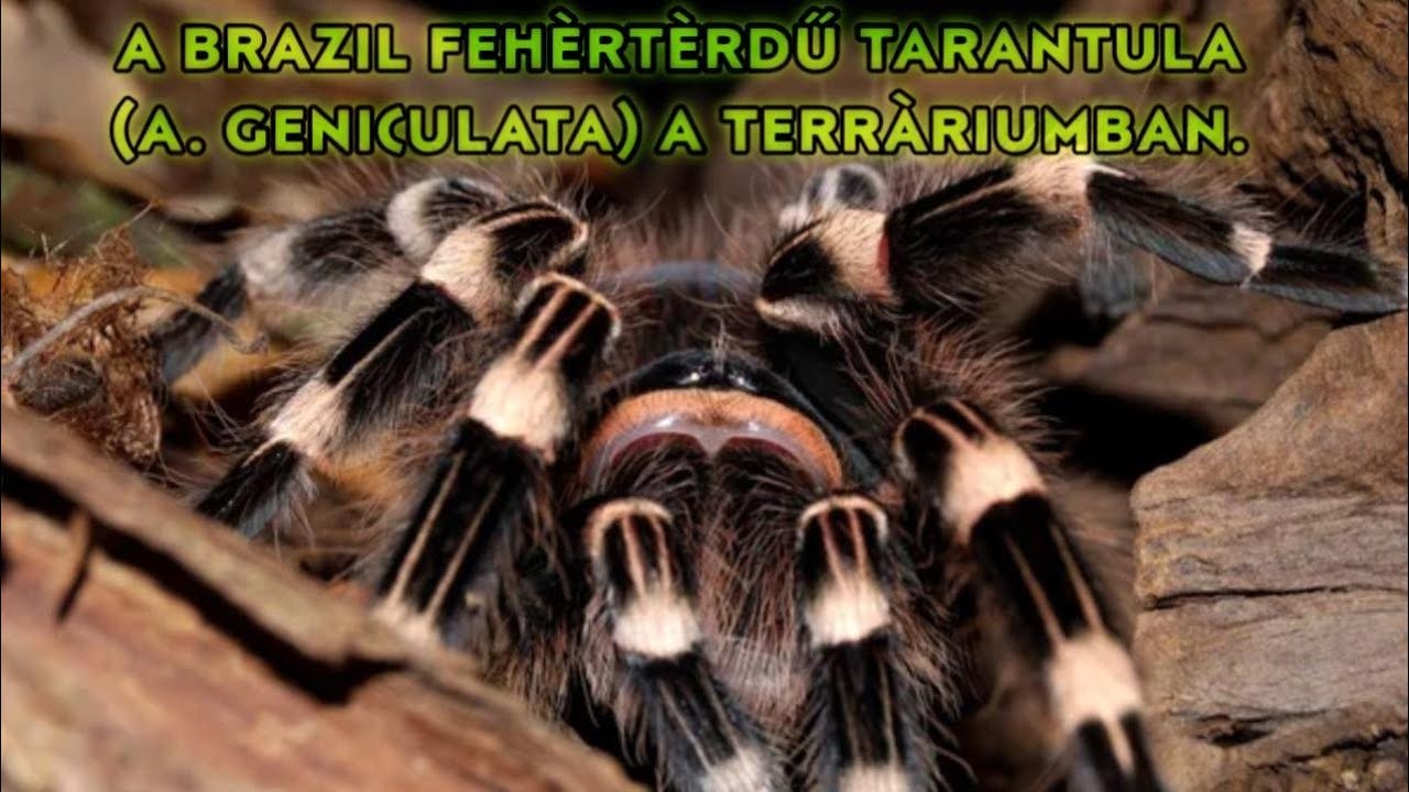 A BRAZIL FEHÉRDÉRDŰ TARANTULA (A. GANICULATA) A TERRÁRIUMBAN :)