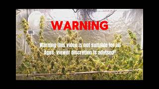 Canuks seeds/ Viper Spectrum grow week 3
