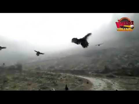 GALLINAS VOLANDO EN SU ENTORNO NATURAL hqdefault