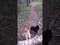 Pomeranian girls Senni, Selma and Siiri playing in the Finnish forest, 3 May, 2015.