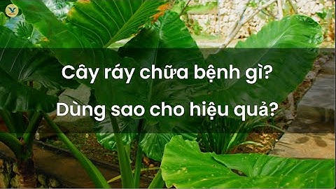 Cây ráy chữa bệnh gì? Nên dùng như thế nào mới hiệu quả?