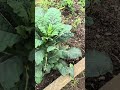 Oreo an kai eating dino kale #gardening #youheal #winterplants #wintertree #dogs #puppy #nature #eat