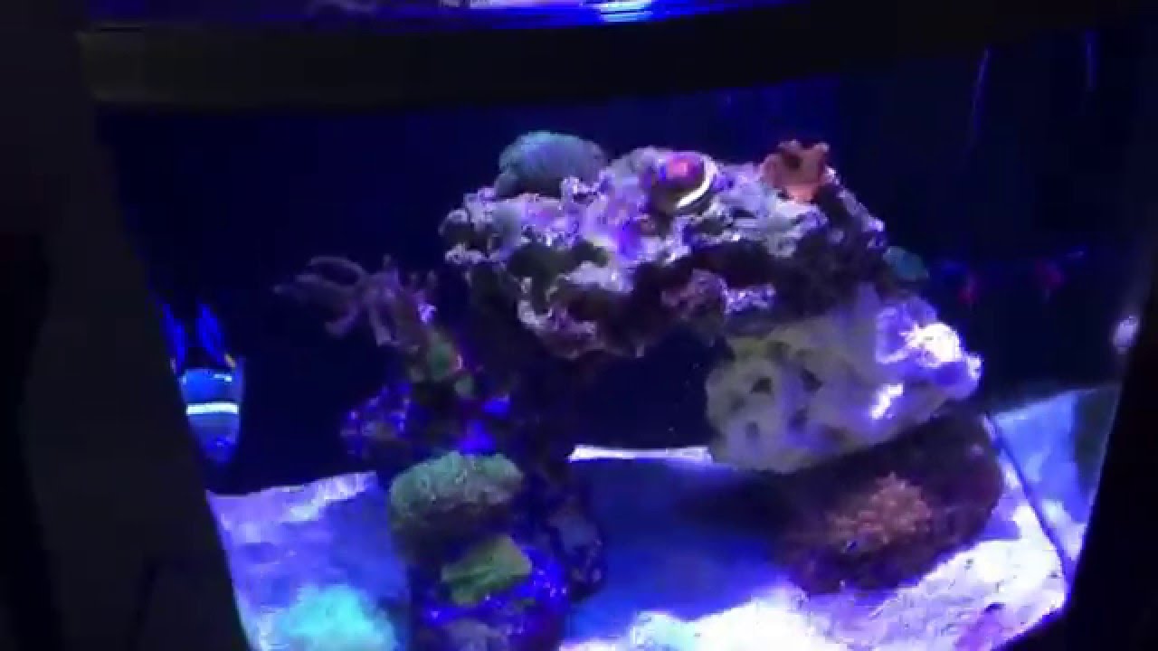 maxepect celestial 35 f