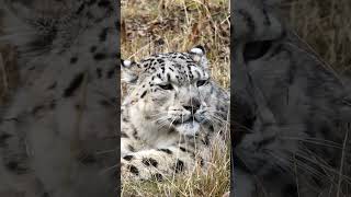 💢高原雪豹出没！Snow Leopard On The Prowl #Animal 【跟着图尔去旅行】