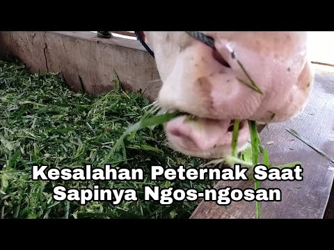 Video: Tugas utama petugas ruang makan: fungsi dan instruksi