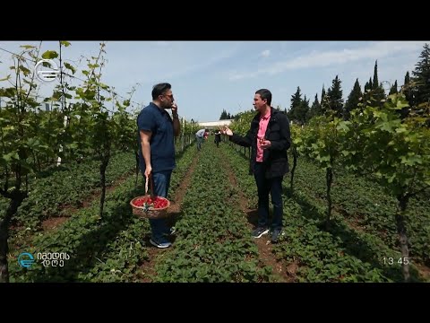 საქპატენტისა და „იმედის“ ერთობლივი მოგზაურობა გურჯაანის მარწყვის პლანტაციებში