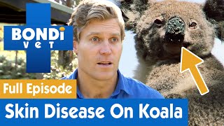 Lumps on Koala's Nose Needs Urgent Attention 🐨 | Bondi Vet Season 7 Ep 13 | Bondi Vet Full Episodes