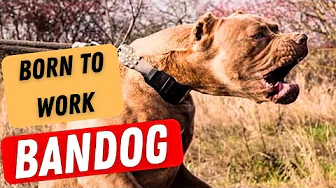The BANDOG - born to work!