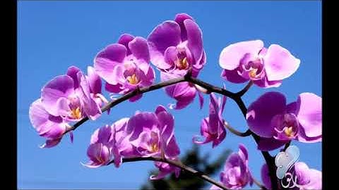 قراءة مميزة ل سورة البروج بصوت المبدع رعد بن محمد الكردي