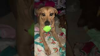 Dottie Is Going Crazy Twvery Feisty Dog Idk If Thats An Actual Trigger But It Seems Reasonable