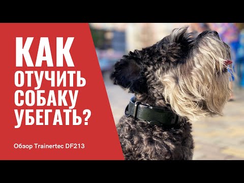 Обзор лучшего электрозабора Trainertec DF213 для собак | Amazin.su