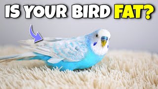 Is your Bird Obese? Check if your Bird is Overweight! by Bird Nuggets 25,938 views 3 months ago 2 minutes, 31 seconds