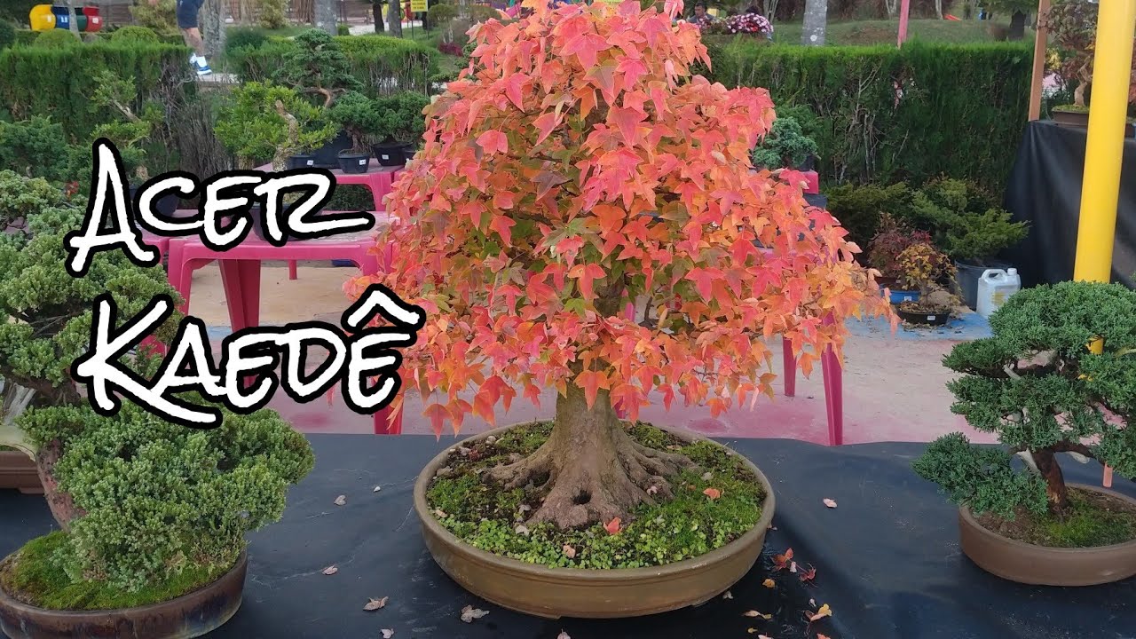 Acer tridente, kaede bonsai , Tramujas - YouTube