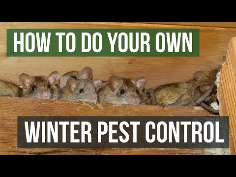 Video: Is It Possible To Control Pests In Winter?