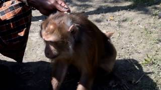 Monkey With Monkey Man