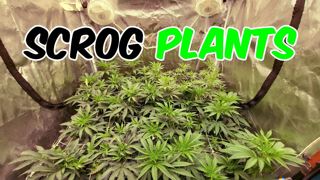 Синее джелато от SEED Ep.2 Scrogging, Lollipops & Weeks 5-8 VEG, TSL2000 light