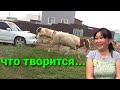 Супер пастух😄Убираем бройлеров😬 Распаковка посылки😀 Этот корм не советую☝ ВМЕСТЕ С НАМИ. УЛАН-УДЭ