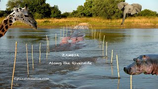 Zambia  - Along the Riverside