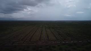 Kebun Kelapa Sawit By Drone