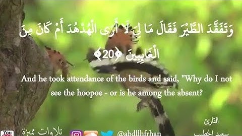 سعيد الخطيب || من روائع التلاوات ماتيسر من سورة النمل - ﴿ وتفقد الطير فقال ما لي لا أرى الهدهد ﴾