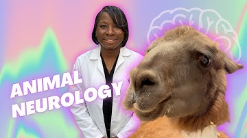 What Does a Veterinary Neurologist Do?