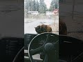 Excuse Me Ma'am #cat #rv #rvlife #rvcat #kitty #animals #silly #freya #tortiecat #intheway #meow