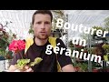 Tuto bouturer des graniums