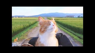 SB CATS😻Ultimate Funny Cats and Dogs 😻🐶 Funniest Animals 😂 Part 10#cat