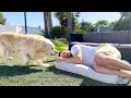 Golden retriever gets his dad out of the dog bed