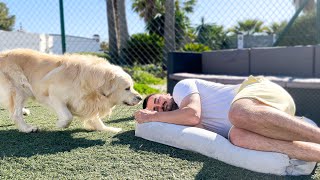 Golden Retriever Gets His Dad Out of the Dog Bed!