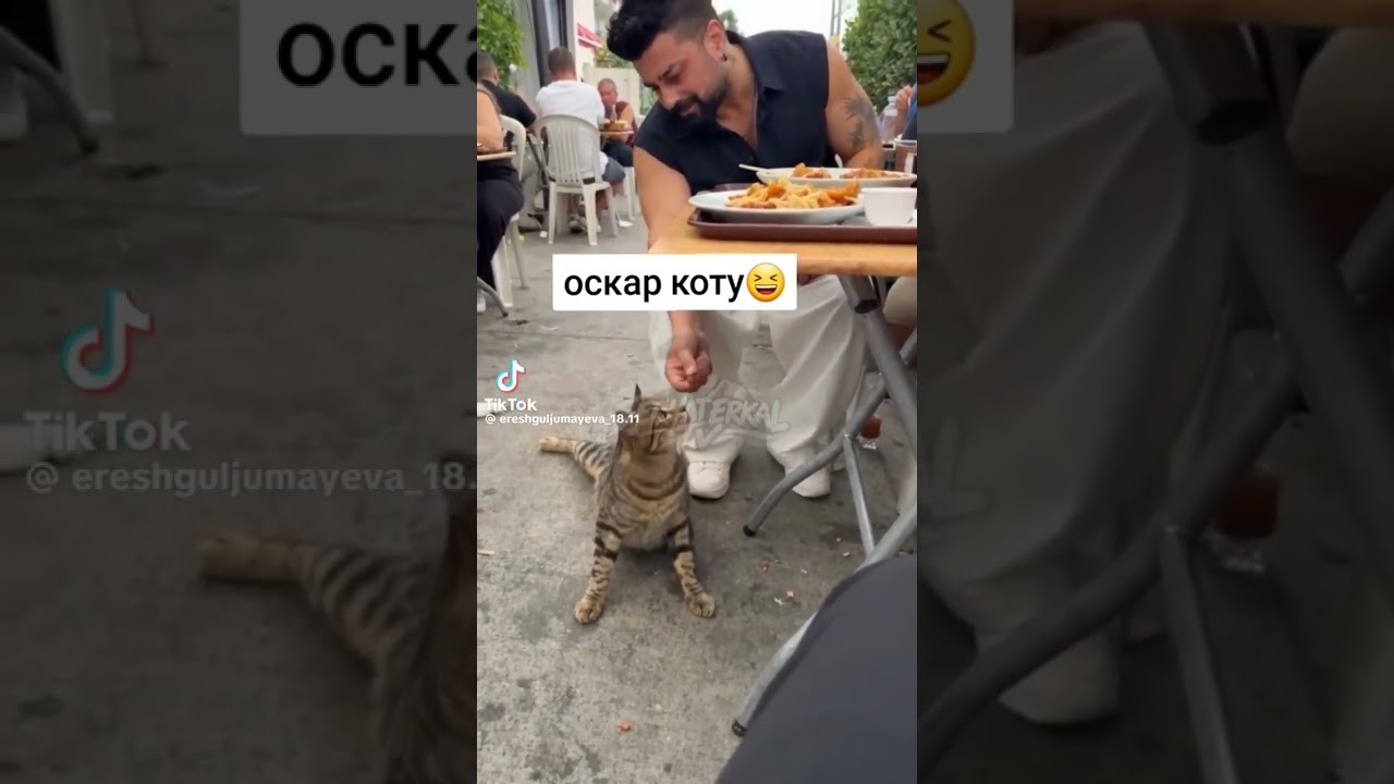Кіт актор🤣🤣🤣