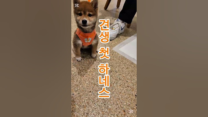 귀여운 강아지! 귀여우면 하트 꾹❤️!!!! #시바견 #시바이누 #강아지