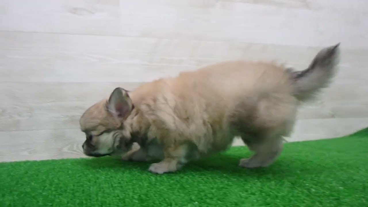 Coo&RIKU No.00745703 チワワ（ロングコート） - YouTube