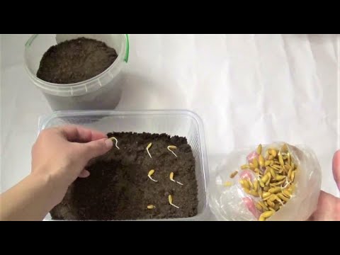 Video: Ar Trebui Să Arunci Semințele De Pepene Galben?