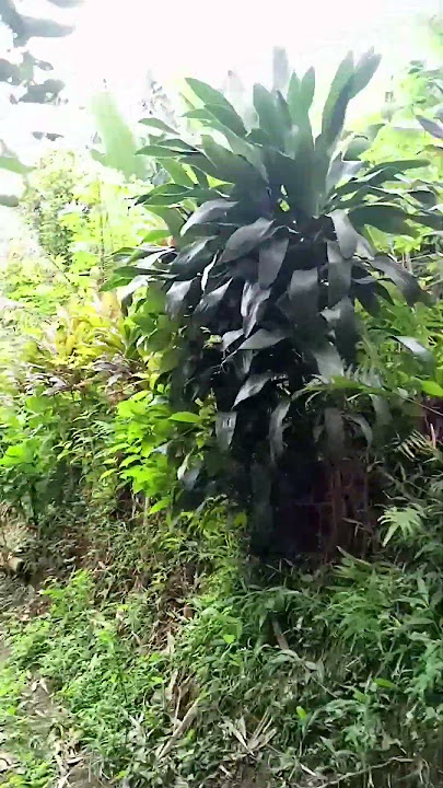 detik detik oray bedul lewat
