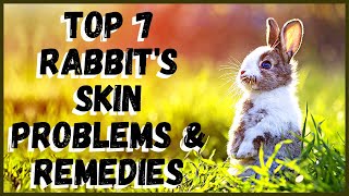 Top 7 Rabbit's Skin Problems and Remedies