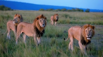 The 5 Enkoyanai Boys | Dominant Lion Force in Masai Masai