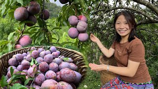 Harvest plums and bring them to the market to sell and cook for dinner with the family