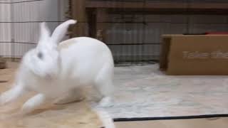 Creampuff Binkies - Homepage joy